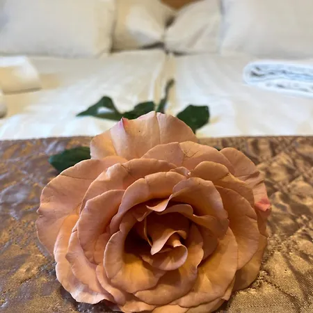 Rose 3*